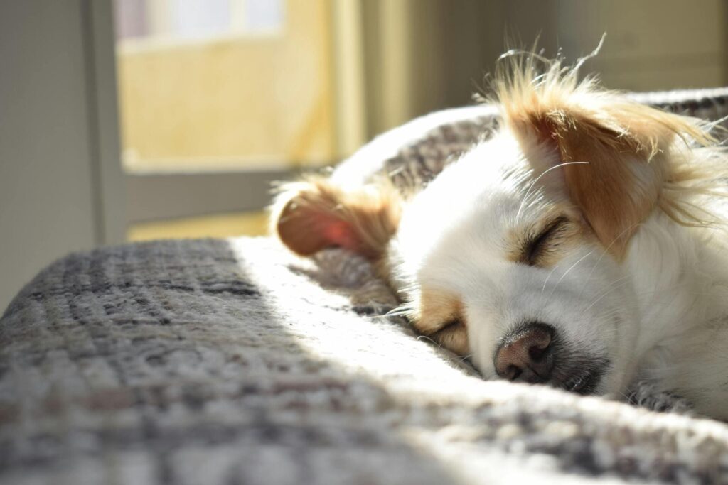 Chien qui dort