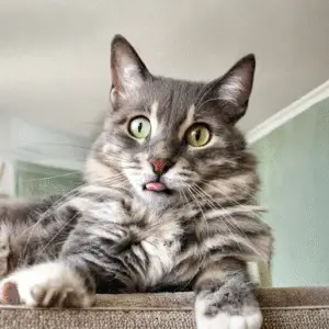 Chats